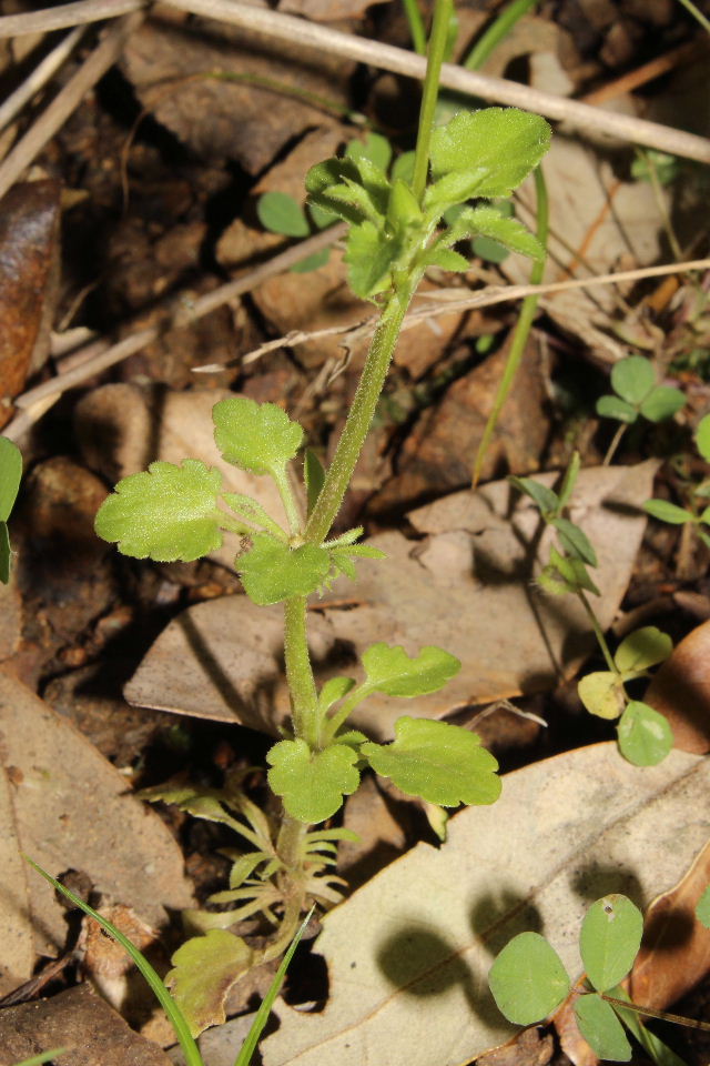 Viola arvensis / Viola dei campi